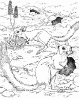 A coloring page of nature in africa